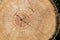 Wood board background. Texture seen in a cut surface of wood with cracks. Tree rings pattern backdrop. Copy Space