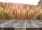 Wood board table in front of field of wheat on sunset light. Ready for product display montages