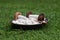 Wood bowl filled with white cotton roving and a spindle and a bobbin on a green grass background