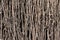 Wood branch background texture