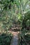 A wood bridge leading to a trail in the Amazon Rainforest in Tambopata, Madre de Dios, Peru