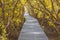 Wood bridge in mangrove forest