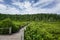 Wood Bridge Mangrove forest walkway