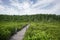 Wood Bridge Mangrove forest walkway