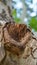 Wood with broken bark outdoors