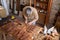 Wood carpenter at work in his workshop