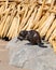 Wood carved beavers