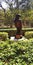 Wood carving Eegle bird in nilgiri tree photo lalbagh botanical gardens