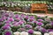 Wood chair in the cabbage ornamental garden