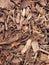 Wood chip bark chippings