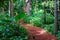 Wood-chipped path in tropical rain forest