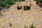 Wood chips after felling trees in the forest