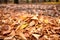 wood chips, suitable for biomass energy production