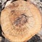 Wood circle, cross section of tree stump