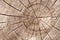 Wood circle texture slice background. Tree rings.