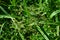 Wood club-rush Scirpus sylvaticus foliage in a wet meadow in July