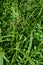 Wood club-rush Scirpus sylvaticus foliage in a wet meadow in July