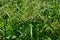 Wood club-rush Scirpus sylvaticus foliage in a wet meadow in July