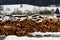 Wood cluster covered with snow