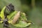 Wood cockroach sitting on a leaf Pune, Maharashtra, India