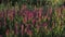 Wood cow wheat flowers Melampyrum nemorosum in the green summer meadow