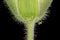 Wood Crane`s-Bill Geranium sylvaticum. Calyx Base Closeup