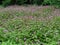 Wood cranesbill flowers