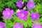 Wood Cranesbill flowers (Geranium sylvaticum) in natural background