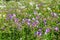 Wood cranesbill flowers in the meadow