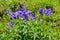 Wood Cranesbill growing in alpine meadow. Nordtirol, Austrian Alps. June