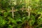 Wood cross in patagonian cementery in Chile, Caleta Tortel