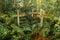 Wood cross in patagonian cementery in Chile, Caleta Tortel. Dead