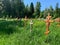 wood crosses on graves in cemetery in summer. cemetery in the green forest. grave unknown monuments on the field