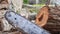 wood cutting electric chainsaw machine near tree trunk in forest