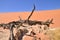 Wood deadvlei sossusvlei Dry pan tree desert Sand dune Namibia Africa