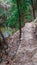 Wood and dirt steps through forest trails