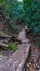 Wood and dirt steps through forest trails with bridge