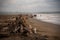 Wood dragged from the Magdalena river to a coast of Barranquilla.