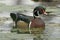 Wood Duck