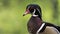 Wood duck