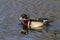 Wood Duck