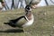 Wood duck