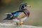 Wood Duck