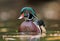 Wood Duck