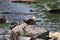 Wood Duck (Aix sponsa) duckling sitting on a Rock.