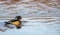 Wood Duck Aix sponsa male in beautiful reflective lake water on an afternoon in late fall