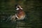 Wood Duck, aix sponsa, Male opening Wings, having Bath