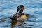 Wood Duck (Aix sponsa) male, paddling on water