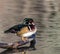 Wood Duck Aix sponsa male perched on log on an afternoon in late fall