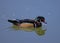 Wood Duck (Aix sponsa) male sipping water from pond